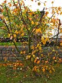 IMG_5549 (2)
